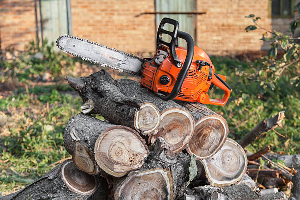 Best Local Tree Services  in Gravette, AR